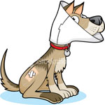 Diete Veterinare Caini