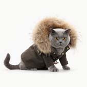 Fashion Pisici