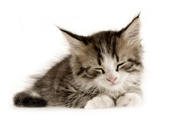 Uscata Kitten Pisici