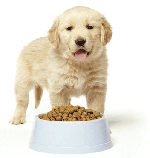 Uscata Puppy&Junior-Caini