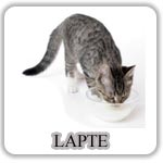 Lapte Pisici Lapte Pisici