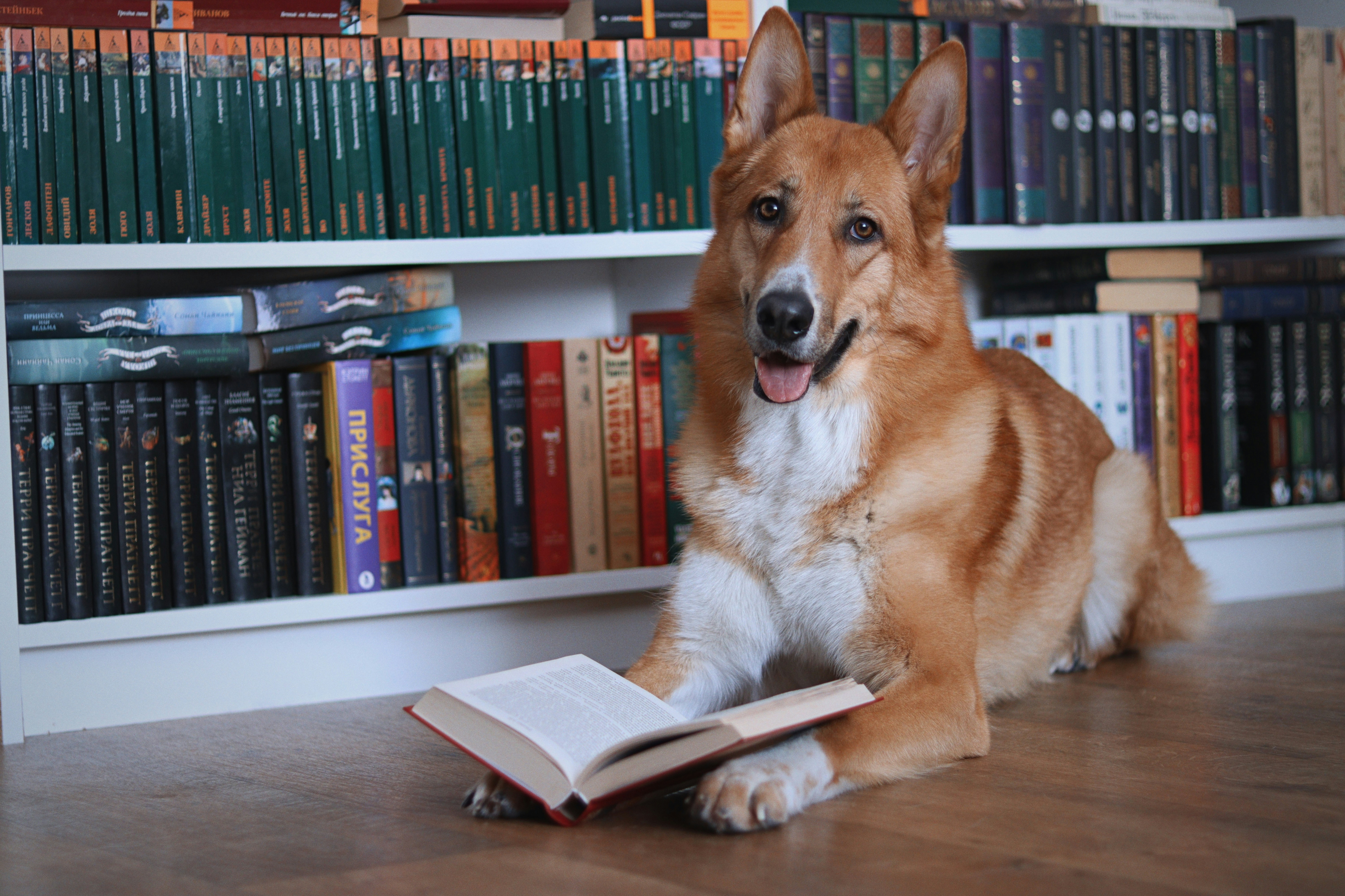 Dog lying on floor reading a book